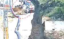 सीकर में सांड के हमले में 2 की मौत : सांड ने ANM को उठाकर पटका, सांड के हमले में युवक की भी मौत, घटना का सीसीटीवी भी आया सामने