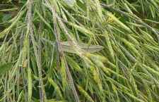 उत्तरी हवा के असर से न्यूनतम तापमान में गिरावट  : मौसम विभाग केन्द्र ने राजस्थान में एक सप्ताह मौसम ड्राय रहने की जताई संभावना, अधिकतम तापमान में भी गिरावट