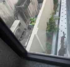 जयपुर में मंत्री के बगंले में घुसा लेपर्ड : बंगले से निकलकर स्कूल में घुसा, बच्चों को क्लासरूम में किया बंद,  2 घंटे तक दीवार फांदता रहा लेपर्ड