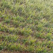 अगले 2 दिन कोल्ड-वेव का अलर्ट : सीकर, चूरू, झुंझुनूं में कड़ाके की सर्दी, शेखावाटी में 6 डिग्री सेल्सियस तक गिरा तापमान