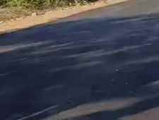 रातोंरात बनी सड़क सुबह कुत्तों ने खुरची तो उखड़ गई : 95 लाख रुपये की लागत से बनी सड़क, ठेकेदार ने बना दी रातोंरात, ग्रामीणों ने लगाए भ्रष्टाचार के आरोप