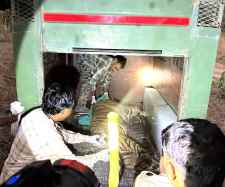 रणथम्भौर टाइगर रिजर्व में विभाग आया हरकत में : रेंजर पर हमला करने वाला सब एडल्ट शावक को धौलपुर-करौली टाइगर रिजर्व में शिफ्ट