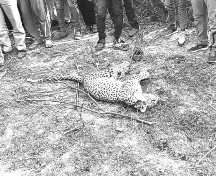 राजस्थान में पैंथर और किसान में आमना - सामना : दोनों में हुआ जबरदस्त संघर्ष, घायल किसान ने कुल्हाड़ी से लेपर्ड पर किया वार, लेपर्ड की मौत, किसान घायल