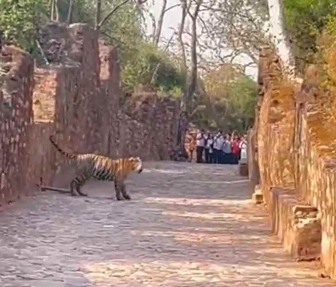 Video : टाइगर ने रोका लोगों का रास्ता : त्रिनेत्र गणेश मंदिर मार्ग में अचानक आ धमका टाइगर,  दहशत में श्रद्धालु, रुकी सभी की सांसे