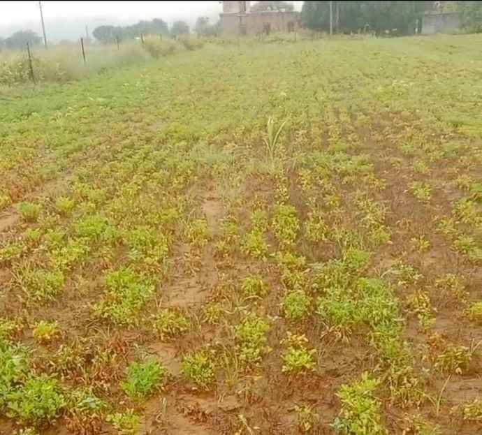 वीडियो न्यूज़ : लट्ट से हो रही फसल नष्ट : किसान परेशान, खेत के खेत हो रहे खाली, कलक्टर को लिखा लेटर, समाधान की मांग