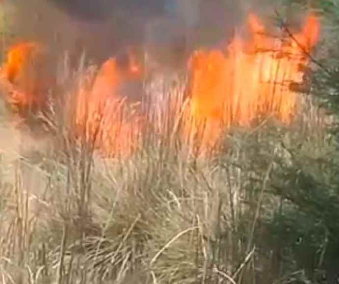 नीमकाथाना के जंगलों में आग : आग लगने से कई हेक्टेयर वनस्पति जलकर हुई खाक , डेढ़ घंटे बाद पाया काबू