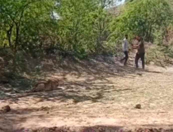 वीडियो न्यूज़ : नीमकाथाना में दुसरे दिन हुआ लेपर्ड का रेस्क्यू : लेपर्ड ने वनकर्मियों पर हमला करने की कोशिश, इधर से उधर लगाता रहा चक्कर