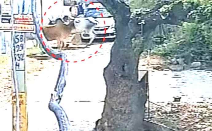 सीकर में सांड के हमले में 2 की मौत : सांड ने ANM को उठाकर पटका, सांड के हमले में युवक की भी मौत, घटना का सीसीटीवी भी आया सामने