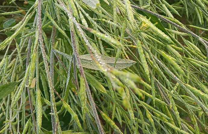 उत्तरी हवा के असर से न्यूनतम तापमान में गिरावट  : मौसम विभाग केन्द्र ने राजस्थान में एक सप्ताह मौसम ड्राय रहने की जताई संभावना, अधिकतम तापमान में भी गिरावट