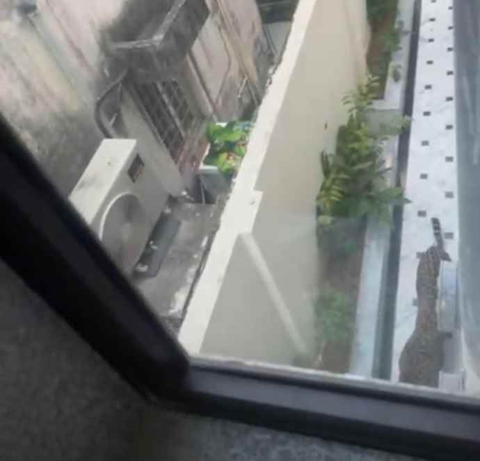 जयपुर में मंत्री के बगंले में घुसा लेपर्ड : बंगले से निकलकर स्कूल में घुसा, बच्चों को क्लासरूम में किया बंद,  2 घंटे तक दीवार फांदता रहा लेपर्ड