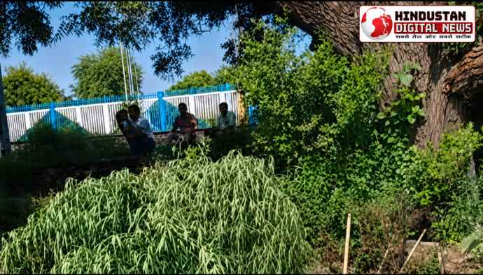वीडियो न्यूज : डाबला पुलिस ने अवैध गांजे की खेती पकड़ी : पुलिस ने बड़ी संख्या में गांजे के हरे पौधे किए जब्त, डाबला रेलवे स्टेशन के पास खाली जगह में खेती