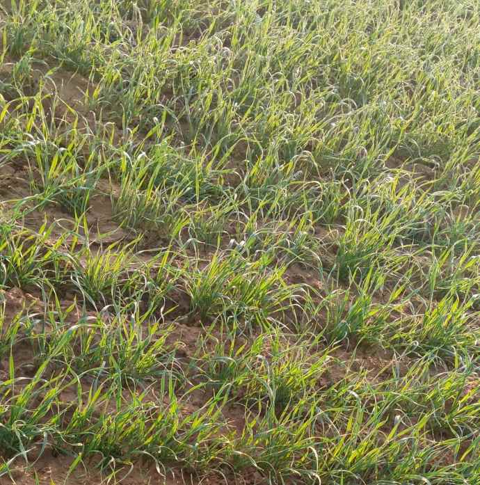 अगले 2 दिन कोल्ड-वेव का अलर्ट : सीकर, चूरू, झुंझुनूं में कड़ाके की सर्दी, शेखावाटी में 6 डिग्री सेल्सियस तक गिरा तापमान