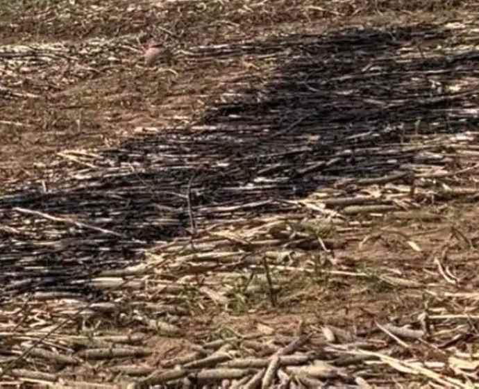 11 केवी बिजली लाइन का तार टूटकर खेत में गिरा : पुरे खेत में फसल हुई जलकर खाक, दो बिजली लाइनों के टकराने से उठी थी चिंगारी, मुआवजे की मांग