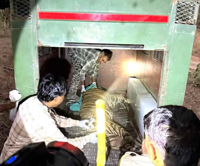 रणथम्भौर टाइगर रिजर्व में विभाग आया हरकत में : रेंजर पर हमला करने वाला सब एडल्ट शावक को धौलपुर-करौली टाइगर रिजर्व में शिफ्ट